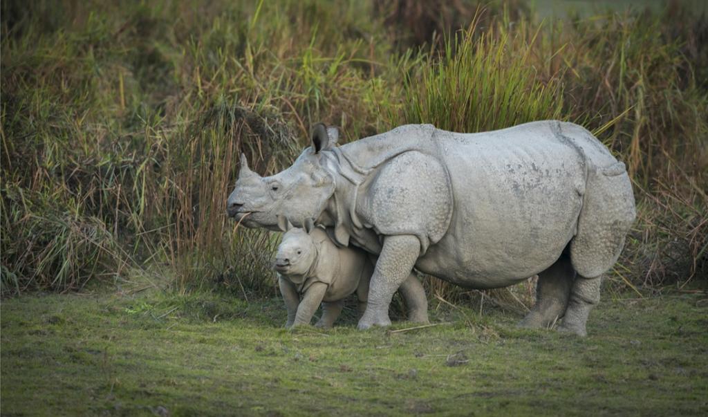 When Assam seemed unwilling to share its rhinos