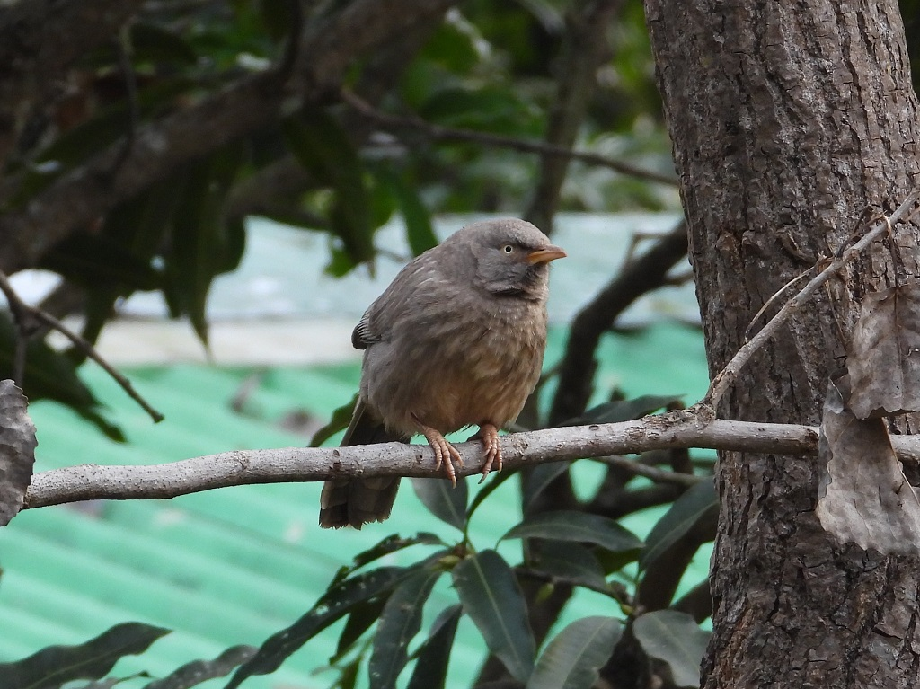 The various moods & colours of Indian city birds, through the eyes of an amateur ornithologist