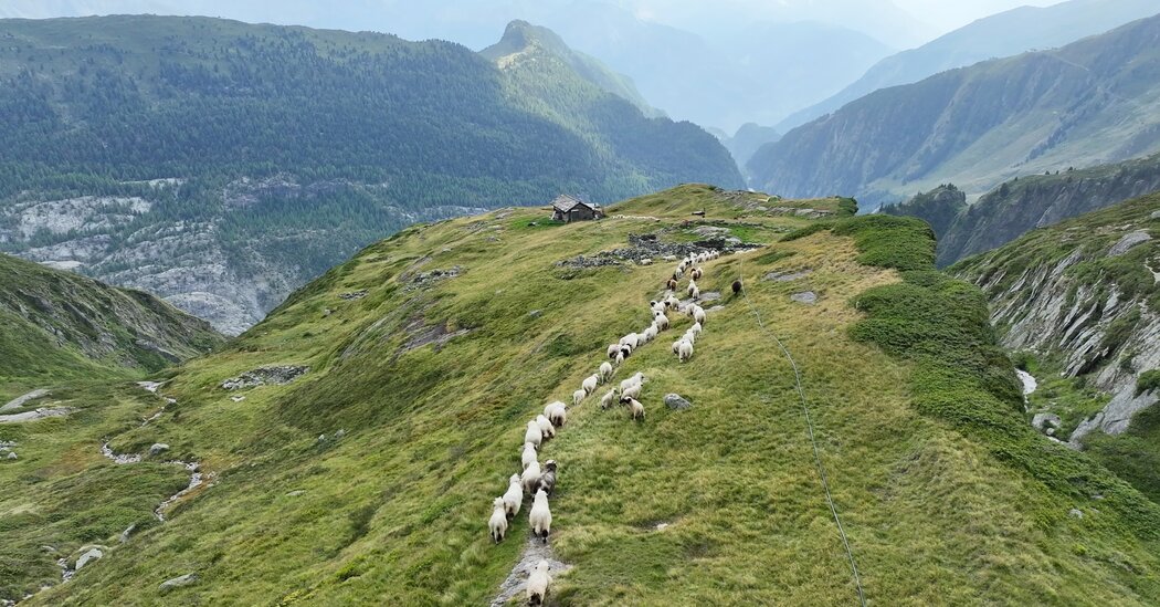 As Switzerland’s Glaciers Shrink, a Way of Life May Melt Away