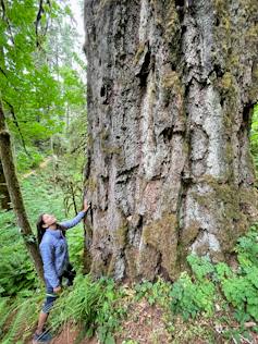 Old forests are critically important for slowing climate change and merit immediate protection from logging