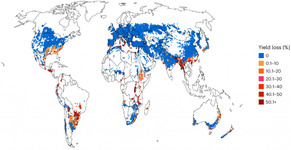 Study links climate change with wheat blast; warns crop yield could drop by 75% in South America, Africa by 2050