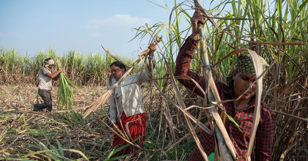 Sugar in India, Fueled by Child Marriage and Hysterectomies