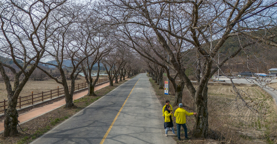 Wanted in South Korea: Imperialism-Free Cherry Blossoms