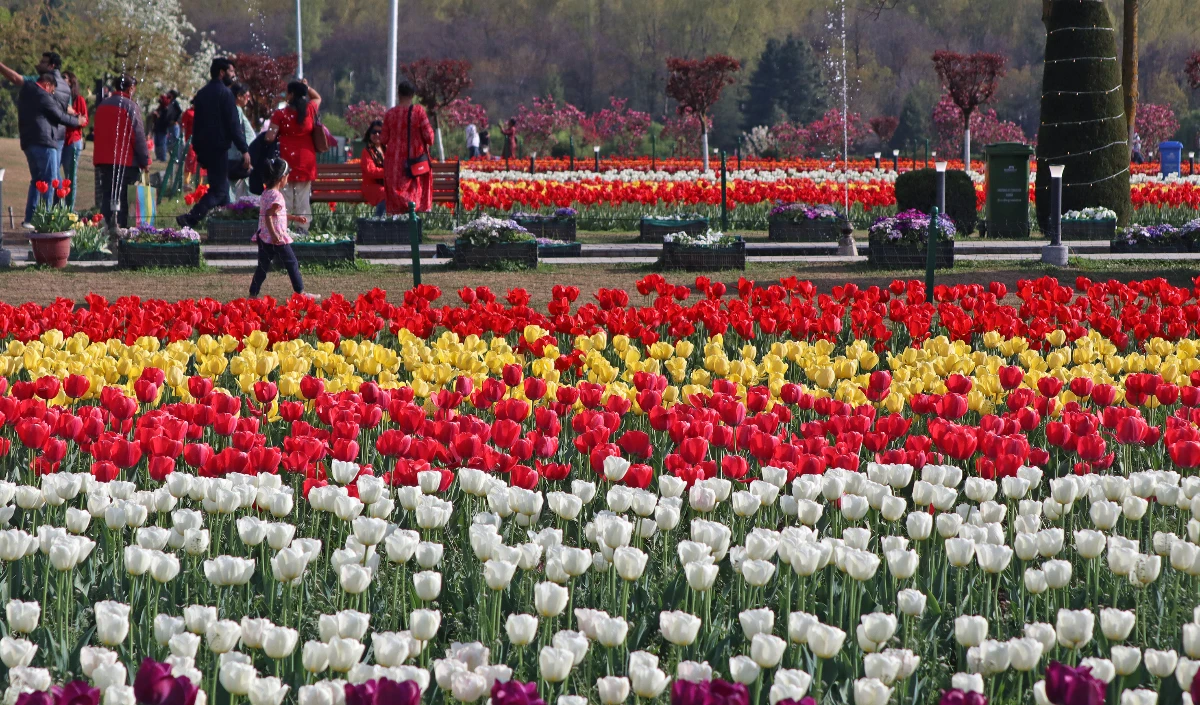 Jammu-Kashmir: खुलने के लिए तैयार Srinagar का Tulip Garden, हर साल उमड़ती है पर्यटकों की भारी भीड़