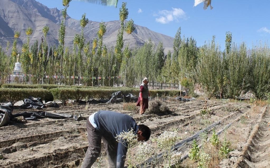 This Ladakhi village is growing organic watermelons; here is how