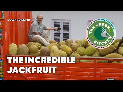 What is the true culinary potential of jackfruit?