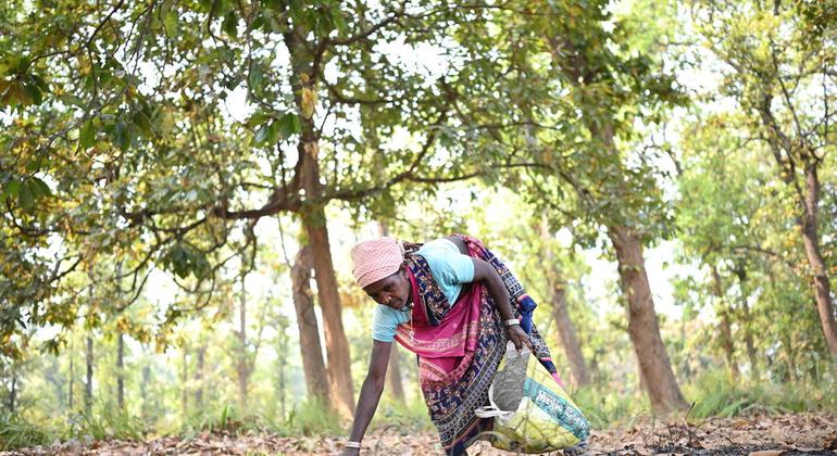 भारत: सतत भविष्य के लिए आदिवासी समुदायों की मज़बूती